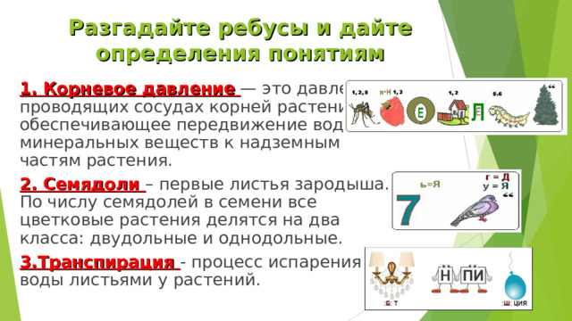 Разгадайте ребусы и дайте определения понятиям 1. Корневое давление   — это давление в проводящих сосудах корней растений, обеспечивающее передвижение воды и минеральных веществ к надземным частям растения. 2. Семядоли – первые листья зародыша. По числу семядолей в семени все цветковые растения делятся на два класса: двудольные и однодольные. 3.Транспирация - процесс испарения воды листьями у растений. 