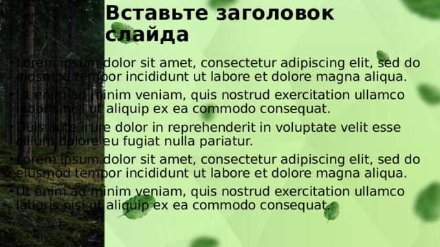 Вставьте заголовок слайда Lorem ipsum dolor sit amet, consectetur adipiscing elit, sed do eiusmod tempor incididunt ut labore et dolore magna aliqua. Ut enim ad minim veniam, quis nostrud exercitation ullamco laboris nisi ut aliquip ex ea commodo consequat. Duis aute irure dolor in reprehenderit in voluptate velit esse cillum dolore eu fugiat nulla pariatur. Lorem ipsum dolor sit amet, consectetur adipiscing elit, sed do eiusmod tempor incididunt ut labore et dolore magna aliqua. Ut enim ad minim veniam, quis nostrud exercitation ullamco laboris nisi ut aliquip ex ea commodo consequat. 