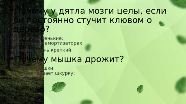 Почему у дятла мозги целы, если он постоянно стучит клювом о дерево? а) мозги маленькие;  б) голова на амортизаторах  в) череп очень крепкий. Почему мышка дрожит? а) боится кошки;  б) проветривает шкурку;  в) греется  