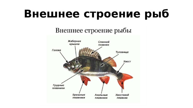Внешнее строение рыб 