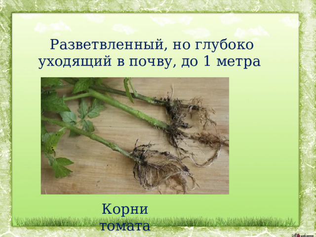 Разветвленный, но глубоко уходящий в почву, до 1 метра Корни томата 