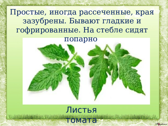 Простые, иногда рассеченные, края зазубрены. Бывают гладкие и гофрированные. На стебле сидят попарно Листья томата 