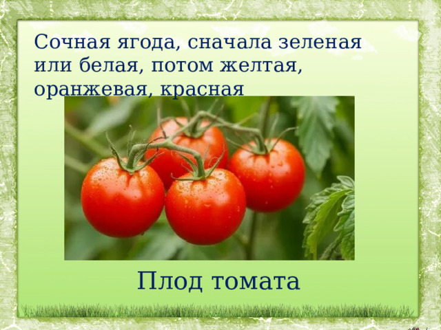Сочная ягода, сначала зеленая или белая, потом желтая, оранжевая, красная Плод томата 