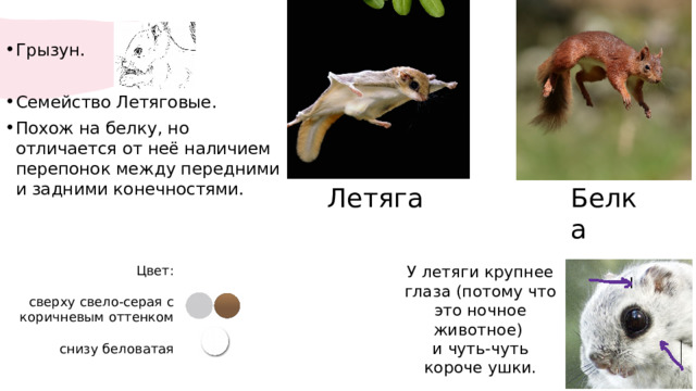 Грызун. Семейство Летяговые. Похож на белку, но отличается от неё наличием перепонок между передними и задними конечностями. Белка Летяга У летяги крупнее глаза (потому что это ночное животное) и чуть-чуть короче ушки.​ Цвет: сверху свело-серая с коричневым оттенком снизу беловатая 