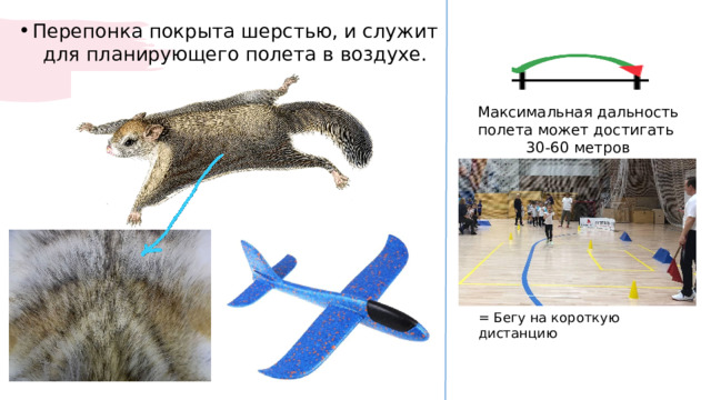 Перепонка покрыта шерстью, и служит для планирующего полета в воздухе. Максимальная дальность полета может достигать 30-60 метров = Бегу на короткую дистанцию 