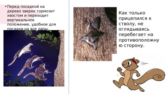 Перед посадкой на дерево зверек тормозит хвостом и переходит вертикальное положение, удобное для посадки на все лапы. Как только прицепился к стволу, не оглядываясь перебегает на противоположную сторону.​ 