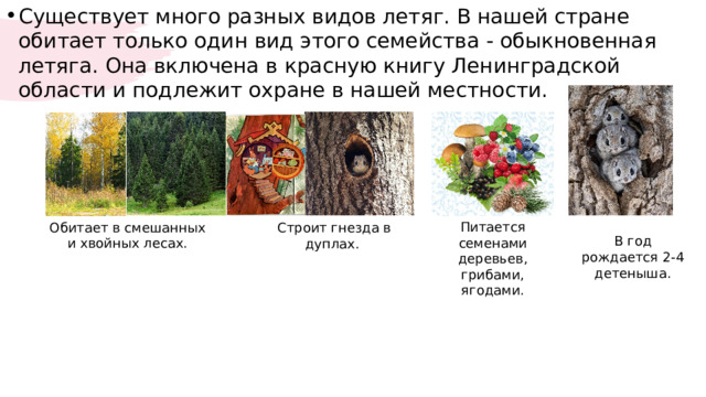 Существует много разных видов летяг. В нашей стране обитает только один вид этого семейства - обыкновенная летяга. Она включена в красную книгу Ленинградской области и подлежит охране в нашей местности. Питается семенами деревьев, грибами, ягодами. Обитает в смешанных и хвойных лесах. Строит гнезда в дуплах. В год рождается 2-4 детеныша. 