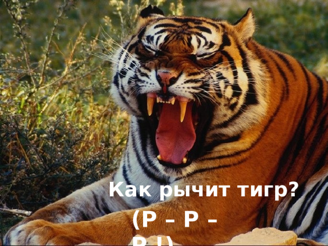  Как рычит тигр? ( Р – Р – Р ! )  
