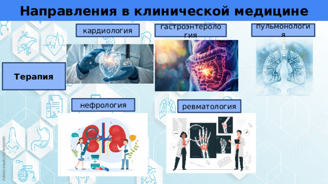 Направления в клинической медицине пульмонология кардиология гастроэнтерология Терапия нефрология ревматология 