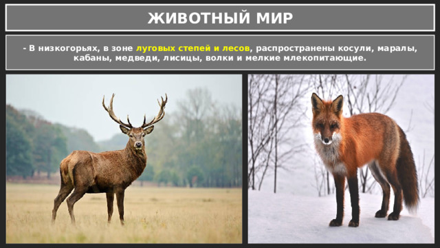ЖИВОТНЫЙ МИР - В низкогорьях, в зоне луговых степей и лесов , распространены косули, маралы, кабаны, медведи, лисицы, волки и мелкие млекопитающие. 