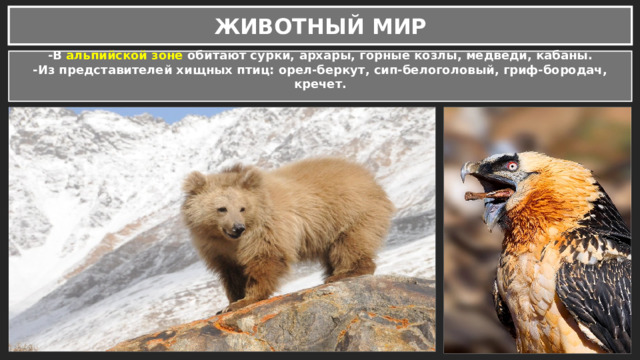 ЖИВОТНЫЙ МИР -В альпийской зоне обитают сурки, архары, горные козлы, медведи, кабаны. -Из представителей хищных птиц: орел-беркут, сип-белоголовый, гриф-бородач, кречет.  