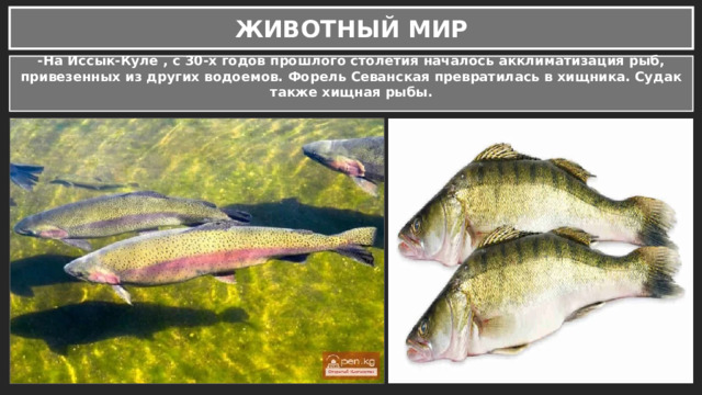 ЖИВОТНЫЙ МИР -На Иссык-Куле , с 30-х годов прошлого столетия началось акклиматизация рыб, привезенных из других водоемов. Форель Севанская превратилась в хищника. Судак также хищная рыбы.  