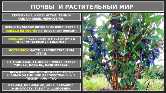 ПОЧВЫ И РАСТИТЕЛЬНЫЙ МИР СЕРО-БУРЫЕ, КАМЕНИСТЫЕ, ТЕМНО-КАШТАНОВЫЕ, ЧЕРНОЗЕМЫ. Иссык-Кульская котловина изменяется с запада на восток по высотным поясам. ЗАПАДНАЯ ЧАСТЬ ЗАНЯТА ПУСТЫНЯМИ И ПОЛУПУСТЫНЯМИ ( БАЛЫКЧЫ ) . ВОСТОЧНОЙ ЧАСТИ – РАСПРОСТРАНЕНЫ СТЕПИ. НА ТЕМНО-КАШТАНОВЫХ ПОЧВАХ РАСТУТ ТИПЧАК, КОВЫЛЬ, РАЗНОТРАВЬЕ. ЛЕСА В ОСНОВНОМ СОСТОЯТ ИЗ ТЯНЬ – ШАНЬСКОЙ ЕЛИ ОНИ РАСПРОСТРАНЕНЫ В ТЕСКЕЙ АЛА - ТОО РЯБИНЫ, КИЗИЛЬНИК, АРЧА, БАРБАРИС, ЖИМОЛОСТЬ, ТАВОЛГА, ШИПОВНИК 