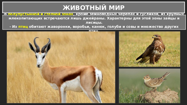 ЖИВОТНЫЙ МИР В полупустынной и степной зонах , кроме земноводных черепах и сусликов, из крупных млекопитающих встречаются лишь джейраны. Характерны для этой зоны зайцы и лисицы. - Из птиц обитают жаворонки, воробьи, канюк, голуби и совы и множество других птиц. 