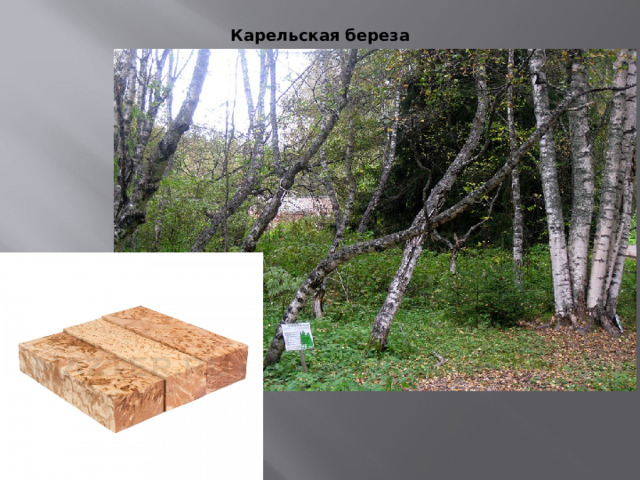 Карельская береза    