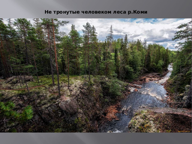 Не тронутые человеком леса р.Коми 
