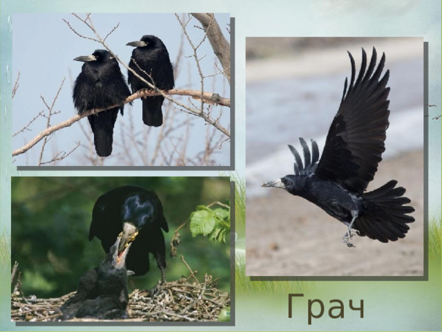 Грач 
