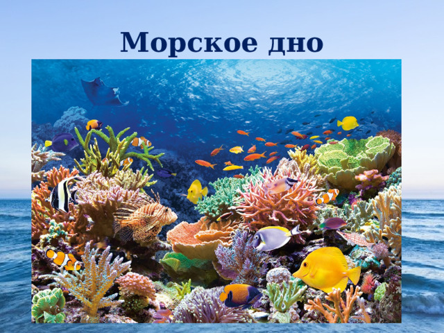 Морское дно 
