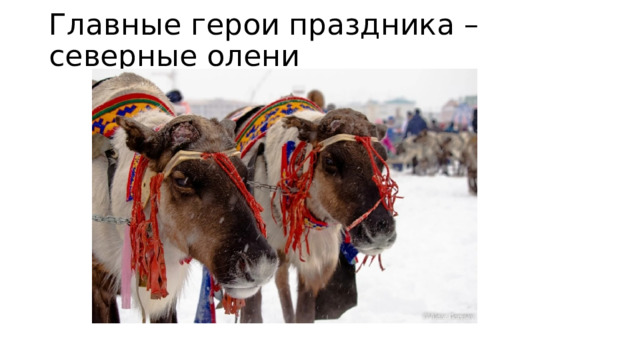 Главные герои праздника –северные олени 