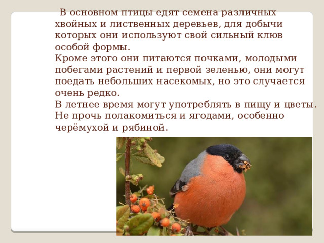  В основном птицы едят семена различных хвойных и лиственных деревьев, для добычи которых они используют свой сильный клюв особой формы.  Кроме этого они питаются почками, молодыми побегами растений и первой зеленью, они могут поедать небольших насекомых, но это случается очень редко.  В летнее время могут употреблять в пищу и цветы.  Не прочь полакомиться и ягодами, особенно черёмухой и рябиной.   