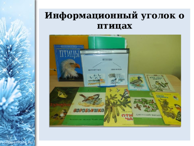 Информационный уголок о птицах  