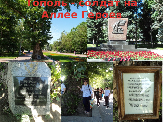 Тополь - солдат на Аллее Героев 