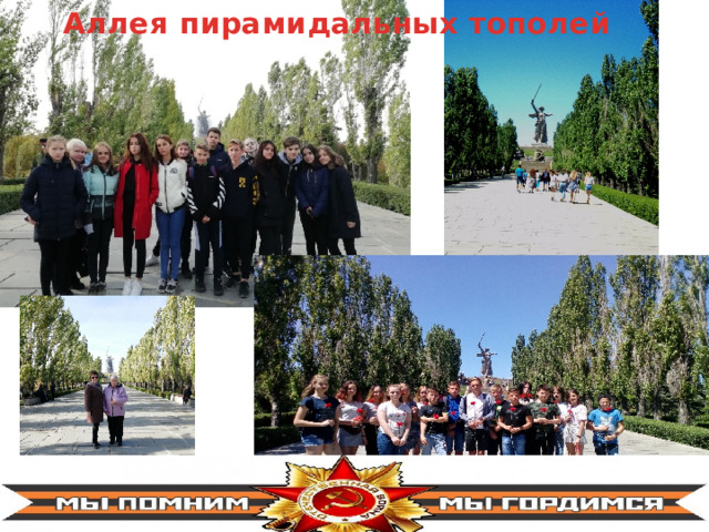 Аллея пирамидальных тополей 