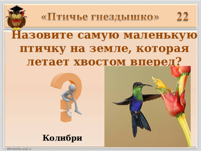 Назовите самую маленькую птичку на земле, которая летает хвостом вперед? Колибри 