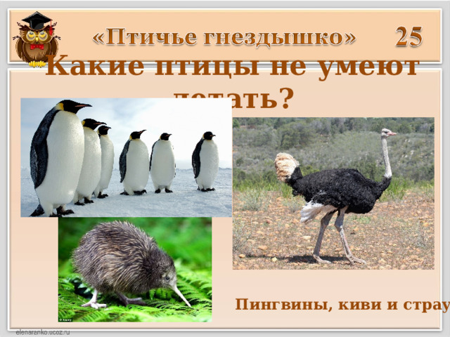 Какие птицы не умеют летать? Пингвины, киви и страусы 