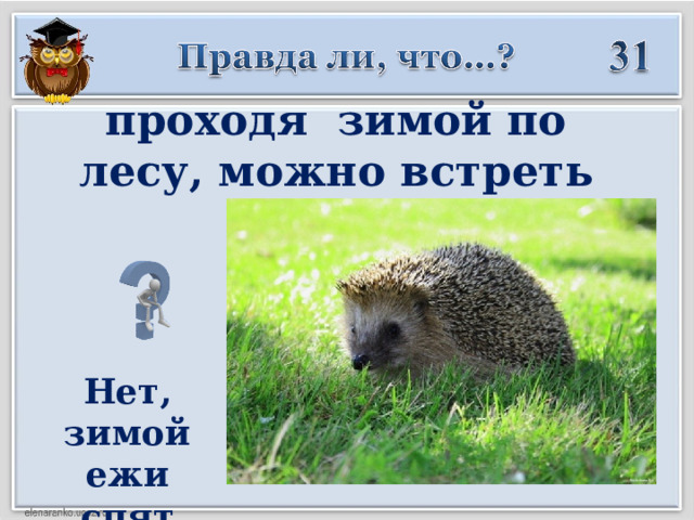 проходя зимой по лесу, можно встреть ежа?  Нет, зимой ежи спят  