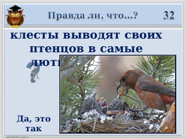 клесты выводят своих птенцов в самые лютые морозы?  Да, это так  