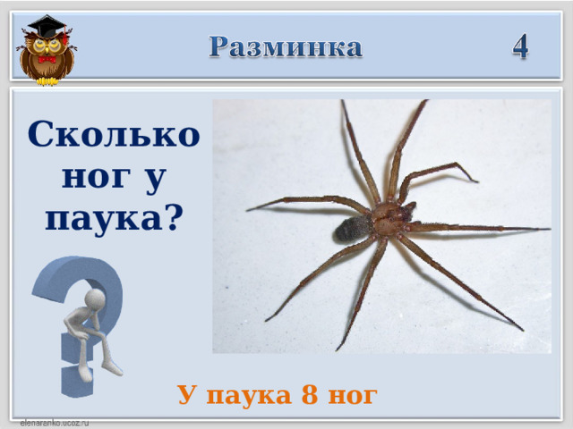 Сколько ног у паука? У паука 8 ног  