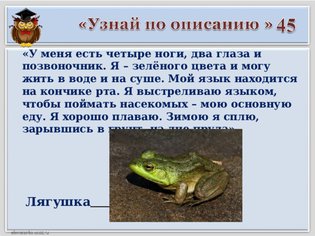 «У меня есть четыре ноги, два глаза и позвоночник. Я – зелёного цвета и могу жить в воде и на суше. Мой язык находится на кончике рта. Я выстреливаю языком, чтобы поймать насекомых – мою основную еду. Я хорошо плаваю. Зимою я сплю, зарывшись в грунт на дне пруда» Лягушка  