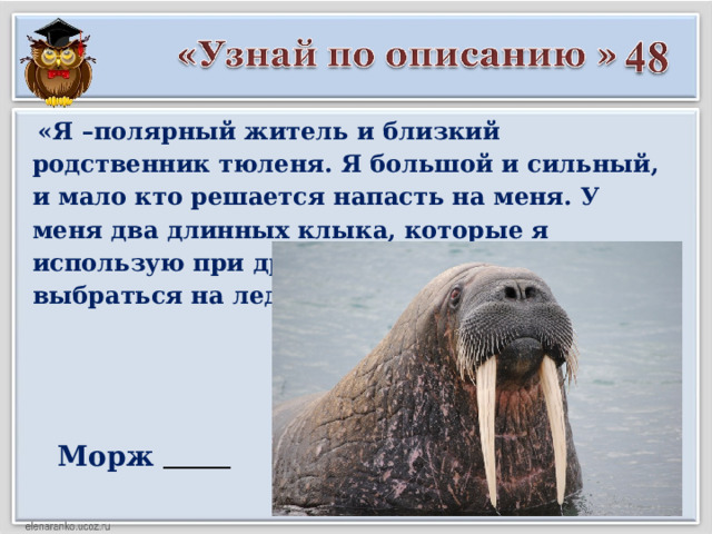  «Я –полярный житель и близкий родственник тюленя. Я большой и сильный, и мало кто решается напасть на меня. У меня два длинных клыка, которые я использую при драках, а также, чтобы выбраться на лед для отдыха» Морж  