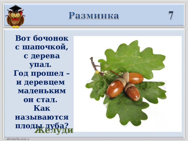 Вот бочонок с шапочкой,  с дерева упал.   Год прошел – и деревцем   маленьким он стал. Как называются плоды дуба? Желуди   