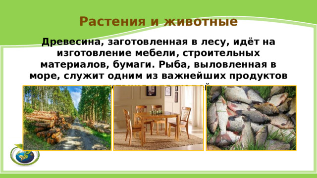 Растения и животные Древесина, заготовленная в лесу, идёт на изготовление мебели, строительных материалов, бумаги. Рыба, выловленная в море, служит одним из важнейших продуктов питания для людей. 