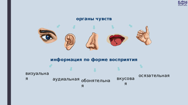 аудиальная органы чувств информация по форме восприятия визуальная осязательная вкусовая обонятельная 