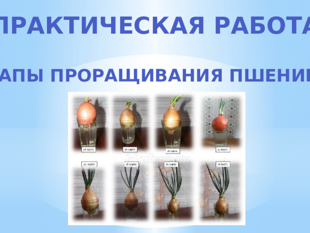 Практическая работа Этапы проращивания пшеницы 