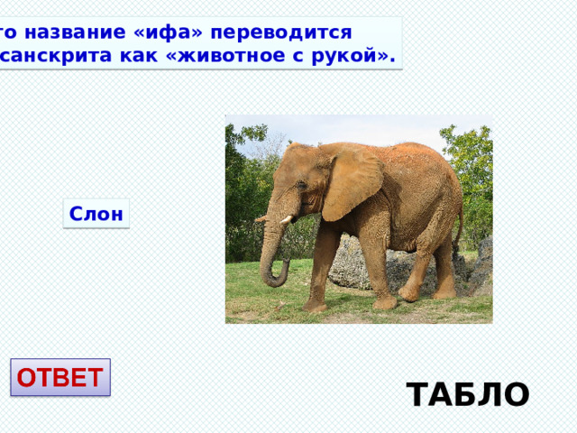 Его название «ифа» переводится с санскрита как «животное с рукой». Слон ТАБЛО 