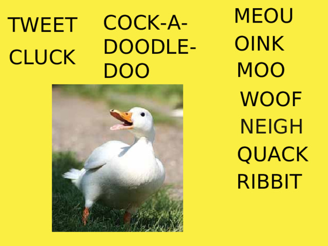 MEOU COCK-A-DOODLE-DOO TWEET OINK CLUCK MOO WOOF NEIGH QUACK RIBBIT 