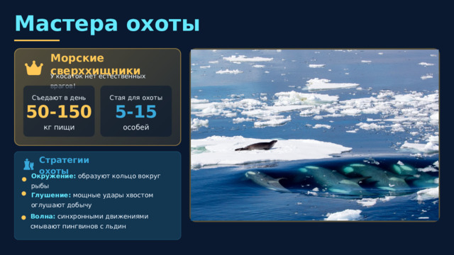  Мастера охоты Морские сверххищники У косаток нет естественных врагов! Стая для охоты Съедают в день 5-15 50-150 особей кг пищи Стратегии охоты Окружение: образуют кольцо вокруг рыбы Глушение: мощные удары хвостом оглушают добычу Волна: синхронными движениями смывают пингвинов с льдин Обучение детенышей Мать выталкивает детеныша на берег , чтобы научить охотиться на морских животных. Если малыш паникует, мама сама выбрасывается на берег и тащит его обратно в воду! Делятся добычей — косатки делят пищу друг с другом и даже предлагают еду людям ! 