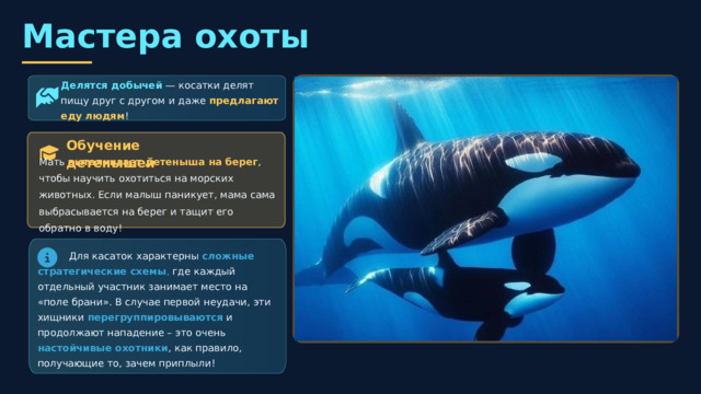 Морские сверххищники У косаток нет естественных врагов! Съедают в день Стая для охоты 50-150 5-15 особей кг пищи Стратегии охоты Окружение: образуют кольцо вокруг рыбы Глушение: мощные удары хвостом оглушают добычу Волна: синхронными движениями смывают пингвинов с льдин  Мастера охоты Делятся добычей — косатки делят пищу друг с другом и даже предлагают еду людям ! Обучение детенышей Мать выталкивает детеныша на берег , чтобы научить охотиться на морских животных. Если малыш паникует, мама сама выбрасывается на берег и тащит его обратно в воду!  Для касаток характерны сложные стратегические схемы , где каждый отдельный участник занимает место на «поле брани». В случае первой неудачи, эти хищники перегруппировываются и продолжают нападение – это очень настойчивые охотники , как правило, получающие то, зачем приплыли! 