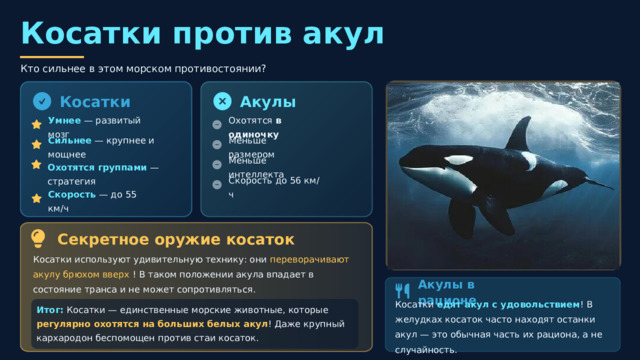  Косатки против акул Кто сильнее в этом морском противостоянии? Акулы Косатки Умнее — развитый мозг Охотятся в одиночку Меньше размером Сильнее — крупнее и мощнее Охотятся группами — стратегия Меньше интеллекта Скорость до 56 км/ч Скорость — до 55 км/ч Секретное оружие косаток Косатки используют удивительную технику: они переворачивают акулу брюхом вверх ! В таком положении акула впадает в состояние транса и не может сопротивляться. Акулы в рационе Итог: Косатки — единственные морские животные, которые регулярно охотятся на больших белых акул ! Даже крупный кархародон беспомощен против стаи косаток. Косатки едят акул с удовольствием ! В желудках косаток часто находят останки акул — это обычная часть их рациона, а не случайность. 