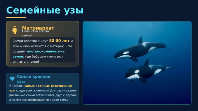  Семейные узы Матриархат Глава стаи всегда самка! Самки косаток живут 50-80 лет и всю жизнь остаются с матерью. Это создаёт многопоколенческие семьи , где бабушки помогают растить внуков! Самые крепкие узы У косаток самые прочные родственные узы среди всех животных! Для размножения различные семьи встречаются друг с другом, а потом все возвращаются в свои семьи. 