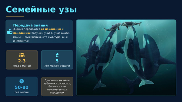  Семейные узы Передача знаний Знания передаются от поколения к поколению : бабушки учат внуков охоте, мамы — выживанию. Это культура, а не инстинкты! 5 2-3 года с мамой лет между родами Здоровые косатки заботятся о старых, больных или покалеченных сородичах 50-80 лет жизни 