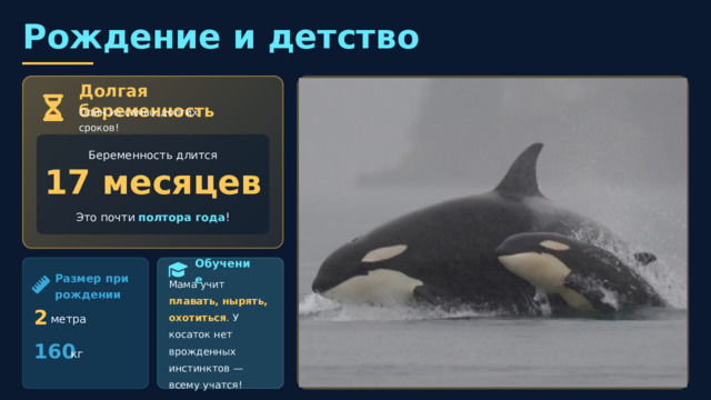  Рождение и детство Долгая беременность Один из самых долгих сроков! Беременность длится 17 месяцев Это почти полтора года ! Обучение Размер при рождении Мама учит плавать, нырять, охотиться . У косаток нет врожденных инстинктов — всему учатся! 2 метра 160 кг 