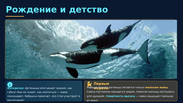  Рождение и детство Первые недели Интересно: Детеныши впитывают знания, как губка! Они не знают, как охотиться — мама показывает, бабушка помогает, вся стая участвует в воспитании! Первые недели детеныш питается только молоком мамы . Самка постоянно находится рядом, помогая малышу всплывать для дыхания. Смертность высока — мама защищает малыша от всех! 