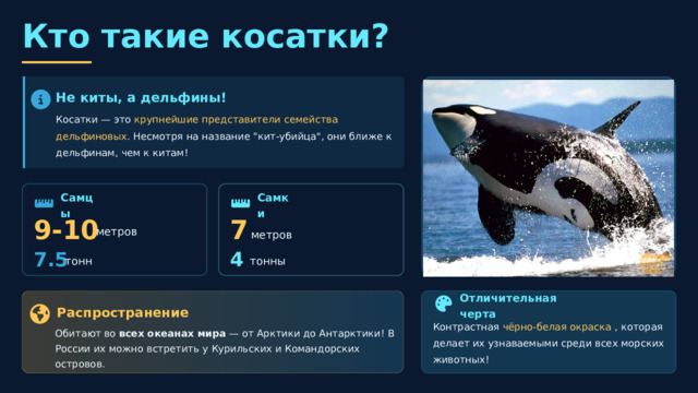  Кто такие косатки? Не киты, а дельфины! Косатки — это крупнейшие представители семейства дельфиновых . Несмотря на название 