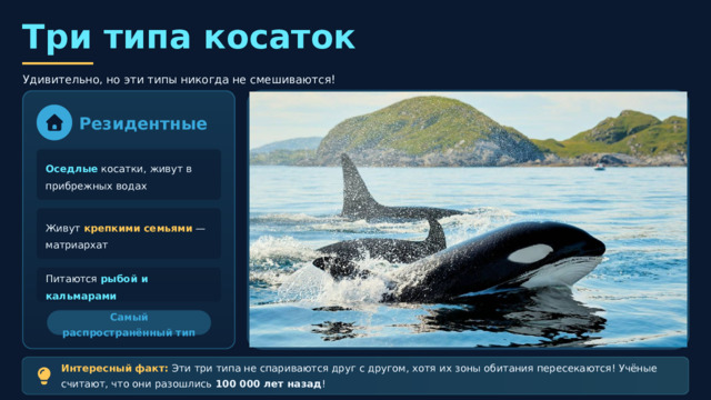  Три типа косаток Удивительно, но эти типы никогда не смешиваются! Резидентные Оседлые косатки, живут в прибрежных водах Живут крепкими семьями — матриархат Питаются рыбой и кальмарами Самый распространённый тип Интересный факт: Эти три типа не спариваются друг с другом, хотя их зоны обитания пересекаются! Учёные считают, что они разошлись 100 000 лет назад ! Оффшорные Транзитные Живут в открытом океане , вдали от берегов Кочевые — путешествуют на большие расстояния Большие стаи — до 200 особей! Группы по 2-6 особей , менее привязаны к семье Охотятся на крупную рыбу и акул Охотятся на тюленей и моржей Самые мобильные Самые загадочные 