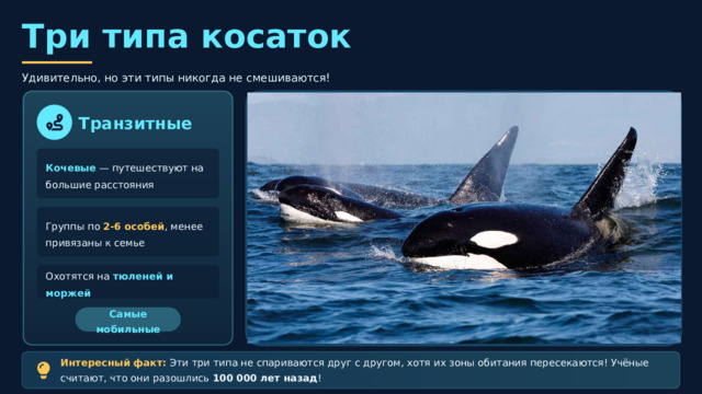 Резидентные Оседлые косатки, живут в прибрежных водах Живут крепкими семьями — матриархат Питаются рыбой и кальмарами Самый распространённый тип  Три типа косаток Удивительно, но эти типы никогда не смешиваются! Транзитные Кочевые — путешествуют на большие расстояния Группы по 2-6 особей , менее привязаны к семье Охотятся на тюленей и моржей Самые мобильные Интересный факт: Эти три типа не спариваются друг с другом, хотя их зоны обитания пересекаются! Учёные считают, что они разошлись 100 000 лет назад ! Оффшорные Живут в открытом океане , вдали от берегов Большие стаи — до 200 особей! Охотятся на крупную рыбу и акул Самые загадочные 